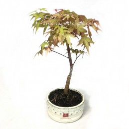 Bonsai klon japoński