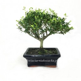 Bonsai z wiązu drobnolistnego