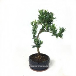 Bonsai Podcarpus