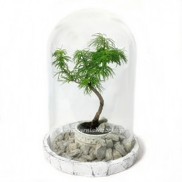 Bonsai pod kloszem