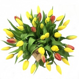 Kolorowe tulipany